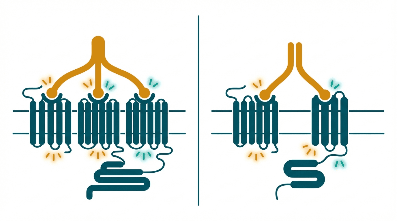 Side-by-side comparison diagram of Retatrutide and Tirzepatide mechanisms of action