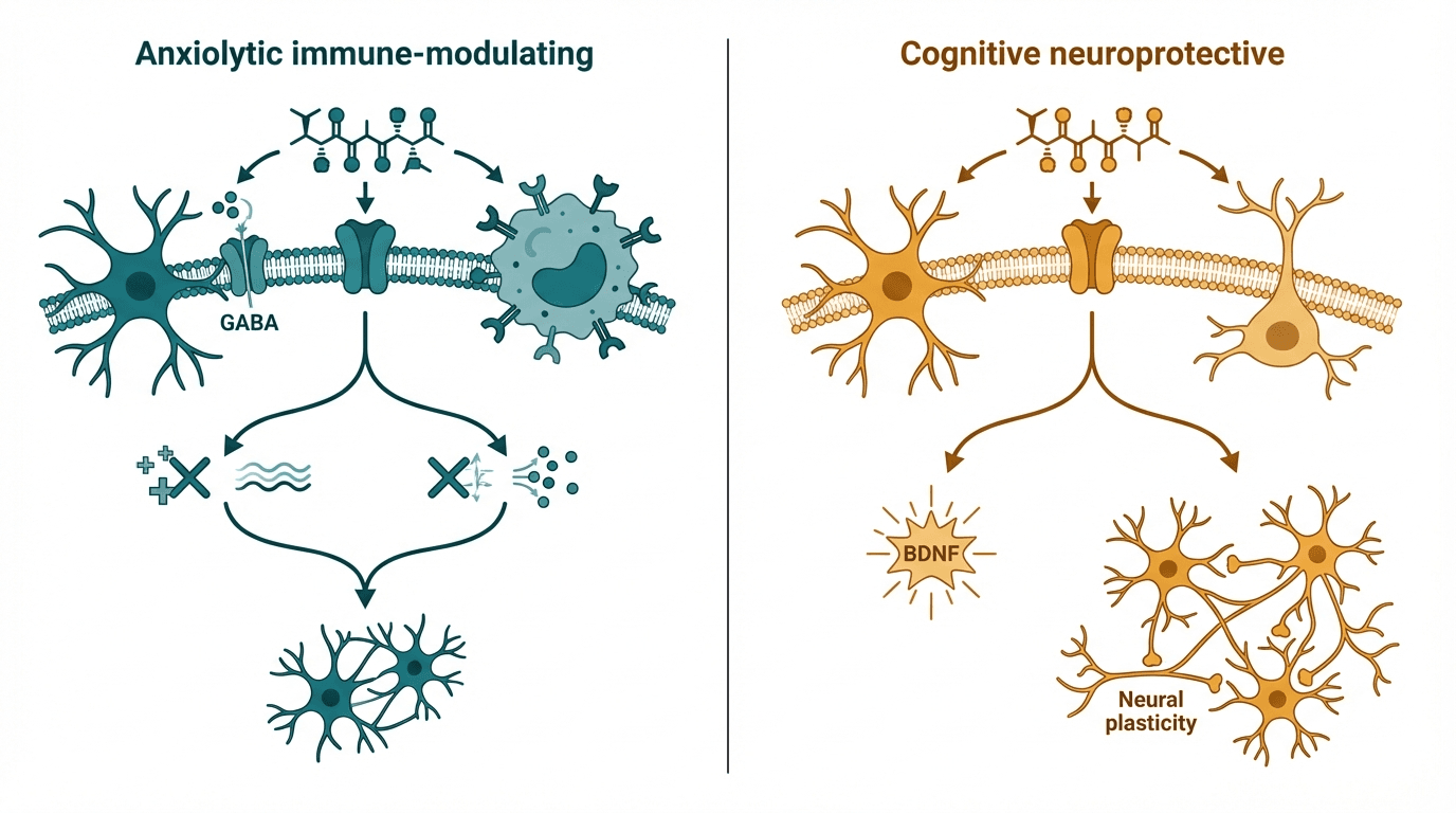 Side-by-side comparison diagram of Selank and Semax mechanisms of action